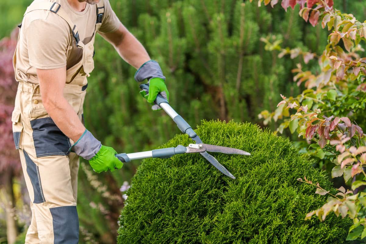 Tree and Shrub Maintenance