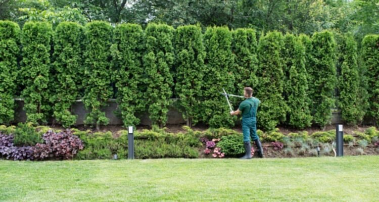 Landscaping and Lawn Services In Amherst