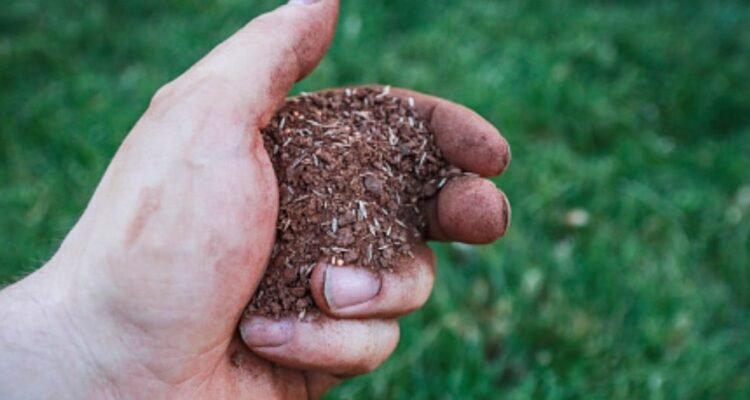 Lawn Aeration And Overseeding