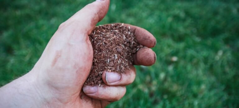 Five Simple Steps to a Perfectly Aerated and Overseeded Lawn