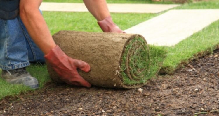 Laying Sod in Winter