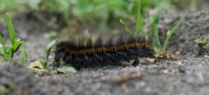 Signs of Grubs in Lawn
