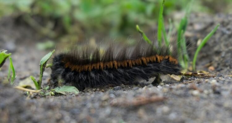 Signs of Grubs in Lawn