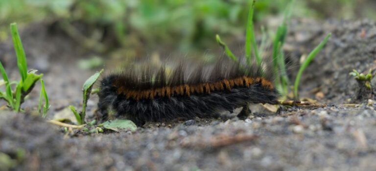 Lawn Grubs: 7 Tell-Tale Signs Of Vexing Grubs Grubbing Your Lawn