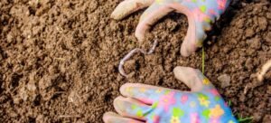 Earthworms in lawn | Earthworms in your yard