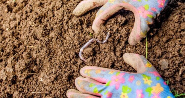 Earthworms in lawn | Earthworms in your yard