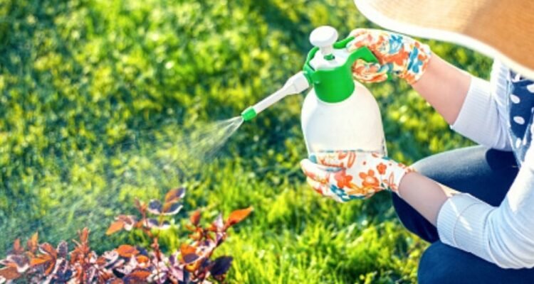 lawn pesticides | lawn care and pest control