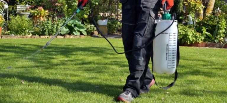 Basics Of Lawn Care: 6 Quintessential Steps For A Healthier and Lusher Lawn