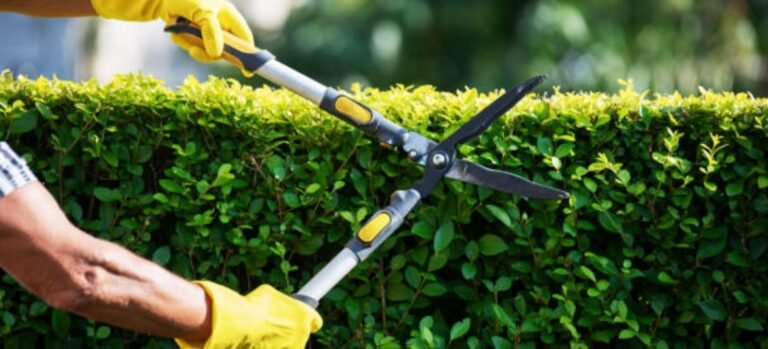 Yard Care: Biggest Landscaping Mistakes You Could Make This Winter