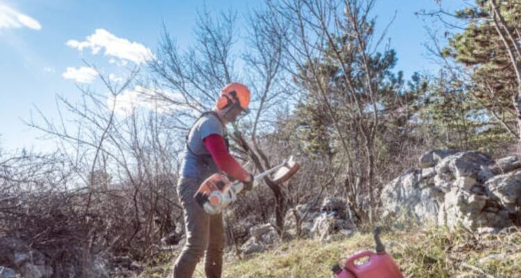 Winter lawn care
