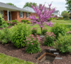 A panoramic view of a residential front yard in Amherst, NY, featuring a blooming Eastern Redbud tree, large clusters of Purple Coneflowers, and other clay-tolerant perennials in a landscaped garden bed. A cross-section of the soil bed is visible, with layers of dark mulch over heavy clay soil. In the background is a traditional red brick home on a tree-lined street.